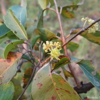 Combretum latifolium Blume